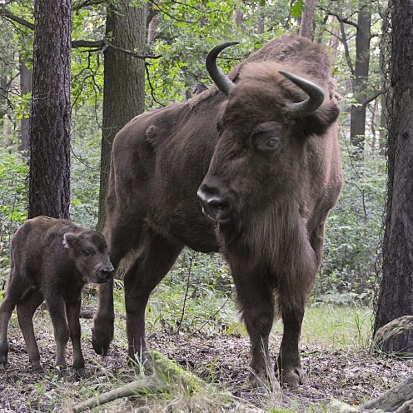 Zagroda żubrów Gołuchów